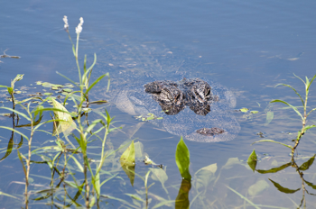 alligator